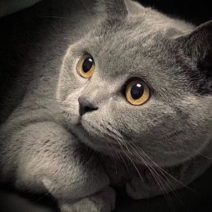 欧美一级婬片A片无码潘金莲直播
